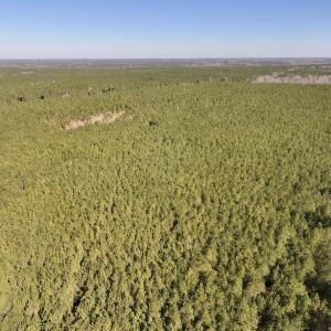 Photo #5 of SOLD property in Off Rehoboth Church Rd, Jackson, NC 162.7 acres