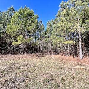 Photo #8 of SOLD property in Off Rehoboth Church Rd, Jackson, NC 162.7 acres