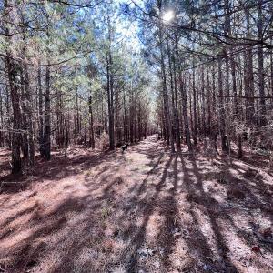 Photo #9 of SOLD property in Off Rehoboth Church Rd, Jackson, NC 162.7 acres