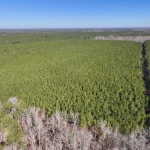 Photo #10 of SOLD property in Off Rehoboth Church Rd, Jackson, NC 162.7 acres