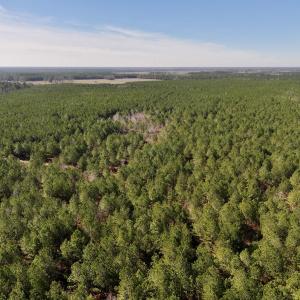 Photo #21 of SOLD property in Off Rehoboth Church Rd, Jackson, NC 162.7 acres