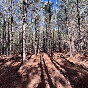 Photo #22 of SOLD property in Off Rehoboth Church Rd, Jackson, NC 162.7 acres