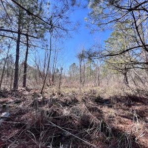 Photo #23 of SOLD property in Off Rehoboth Church Rd, Jackson, NC 162.7 acres