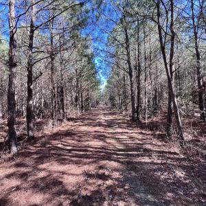 Photo #24 of SOLD property in Off Rehoboth Church Rd, Jackson, NC 162.7 acres