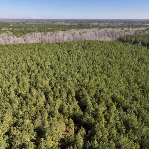 Photo #25 of SOLD property in Off Rehoboth Church Rd, Jackson, NC 162.7 acres