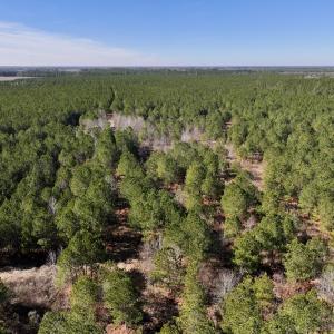 Photo #26 of SOLD property in Off Rehoboth Church Rd, Jackson, NC 162.7 acres