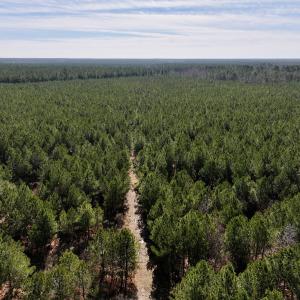 Photo #27 of SOLD property in Off Rehoboth Church Rd, Jackson, NC 162.7 acres