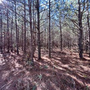 Photo #29 of SOLD property in Off Rehoboth Church Rd, Jackson, NC 162.7 acres