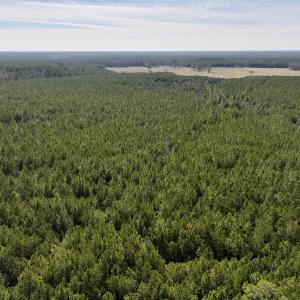 Photo #31 of SOLD property in Off Rehoboth Church Rd, Jackson, NC 162.7 acres