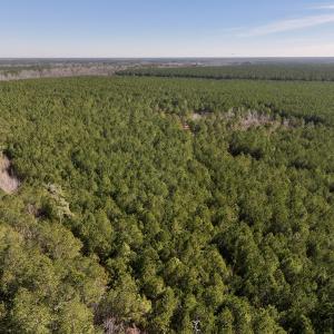 Photo #32 of SOLD property in Off Rehoboth Church Rd, Jackson, NC 162.7 acres