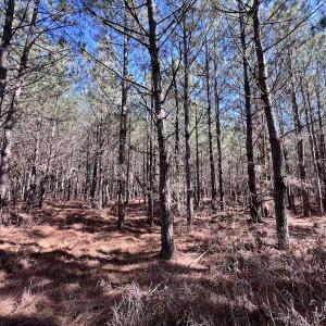 Photo #33 of SOLD property in Off Rehoboth Church Rd, Jackson, NC 162.7 acres