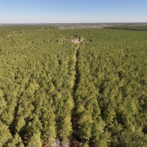 Photo #37 of SOLD property in Off Rehoboth Church Rd, Jackson, NC 162.7 acres