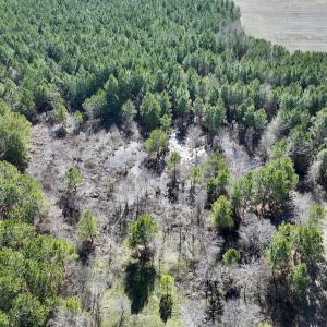Photo #39 of SOLD property in Off Rehoboth Church Rd, Jackson, NC 162.7 acres