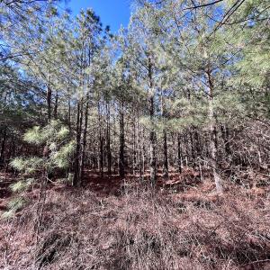 Photo #44 of SOLD property in Off Rehoboth Church Rd, Jackson, NC 162.7 acres
