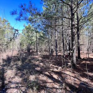 Photo #45 of SOLD property in Off Rehoboth Church Rd, Jackson, NC 162.7 acres