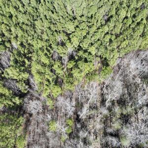 Photo #12 of SOLD property in Off SR 1344, Littleton, NC 5.1 acres