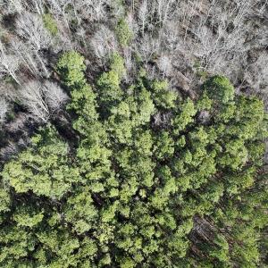 Photo #13 of SOLD property in Off SR 1344, Littleton, NC 5.1 acres