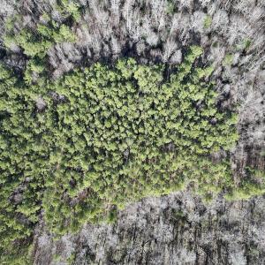Photo #14 of SOLD property in Off SR 1344, Littleton, NC 5.1 acres