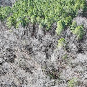 Photo #6 of SOLD property in Off SR 1344, Littleton, NC 5.1 acres