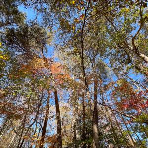 Photo #5 of SOLD property in Off Old Tipers Road, Heathsville, VA 3.0 acres