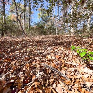 Photo #7 of SOLD property in Off Old Tipers Road, Heathsville, VA 3.0 acres
