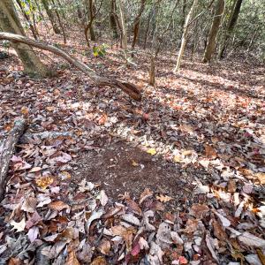 Photo #9 of SOLD property in Off Old Tipers Road, Heathsville, VA 3.0 acres