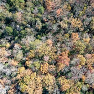 Photo #10 of SOLD property in Off Old Tipers Road, Heathsville, VA 3.0 acres