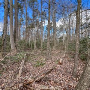 Photo #11 of SOLD property in Off Old Tipers Road, Heathsville, VA 3.0 acres