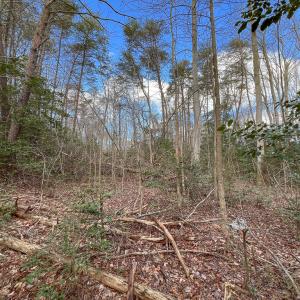 Photo #12 of SOLD property in Off Old Tipers Road, Heathsville, VA 3.0 acres