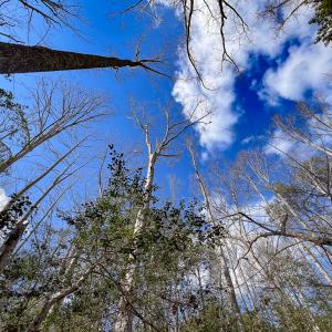 Photo #15 of SOLD property in Off Old Tipers Road, Heathsville, VA 3.0 acres