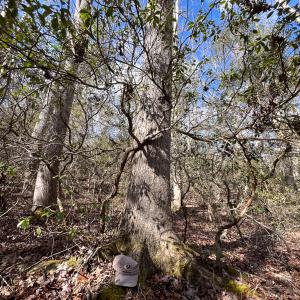 Photo #16 of SOLD property in Off Old Tipers Road, Heathsville, VA 3.0 acres