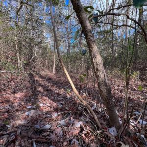 Photo #17 of SOLD property in Off Old Tipers Road, Heathsville, VA 3.0 acres