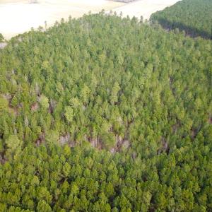 Photo #6 of SOLD property in Off Black Creek Rd, Sedley, VA 36.0 acres