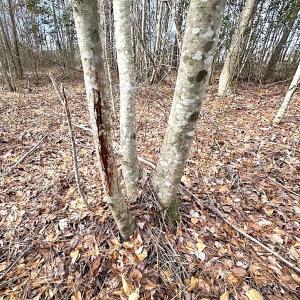 Photo #8 of SOLD property in Off Black Creek Rd, Sedley, VA 36.0 acres