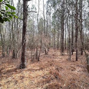 Photo #12 of SOLD property in Off Black Creek Rd, Sedley, VA 36.0 acres
