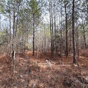 Photo #14 of SOLD property in Off Black Creek Rd, Sedley, VA 36.0 acres