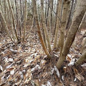 Photo #15 of SOLD property in Off Black Creek Rd, Sedley, VA 36.0 acres