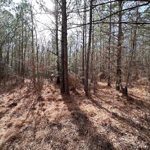 Photo #16 of SOLD property in Off Black Creek Rd, Sedley, VA 36.0 acres