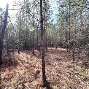 Photo #17 of SOLD property in Off Black Creek Rd, Sedley, VA 36.0 acres