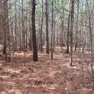Photo #18 of SOLD property in Off Black Creek Rd, Sedley, VA 36.0 acres