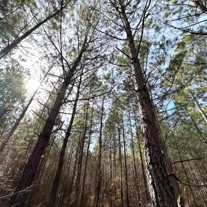 Photo #21 of SOLD property in Off Black Creek Rd, Sedley, VA 36.0 acres