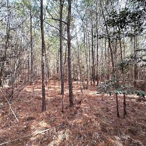 Photo #23 of SOLD property in Off Black Creek Rd, Sedley, VA 36.0 acres