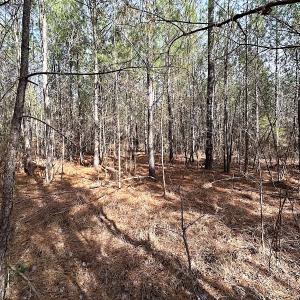 Photo #24 of SOLD property in Off Black Creek Rd, Sedley, VA 36.0 acres
