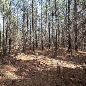 Photo #26 of SOLD property in Off Black Creek Rd, Sedley, VA 36.0 acres