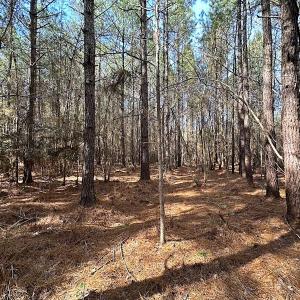 Photo #27 of SOLD property in Off Black Creek Rd, Sedley, VA 36.0 acres