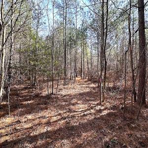 Photo #32 of SOLD property in Off Black Creek Rd, Sedley, VA 36.0 acres