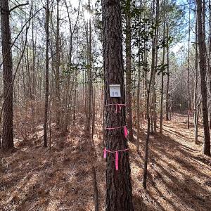 Photo #33 of SOLD property in Off Black Creek Rd, Sedley, VA 36.0 acres