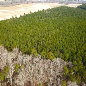 Photo #4 of SOLD property in Off Black Creek Rd, Sedley, VA 37.0 acres