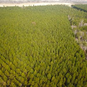 Photo #7 of SOLD property in Off Black Creek Rd, Sedley, VA 37.0 acres