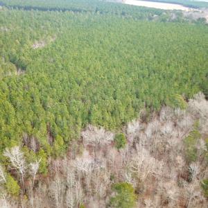Photo #9 of SOLD property in Off Black Creek Rd, Sedley, VA 37.0 acres